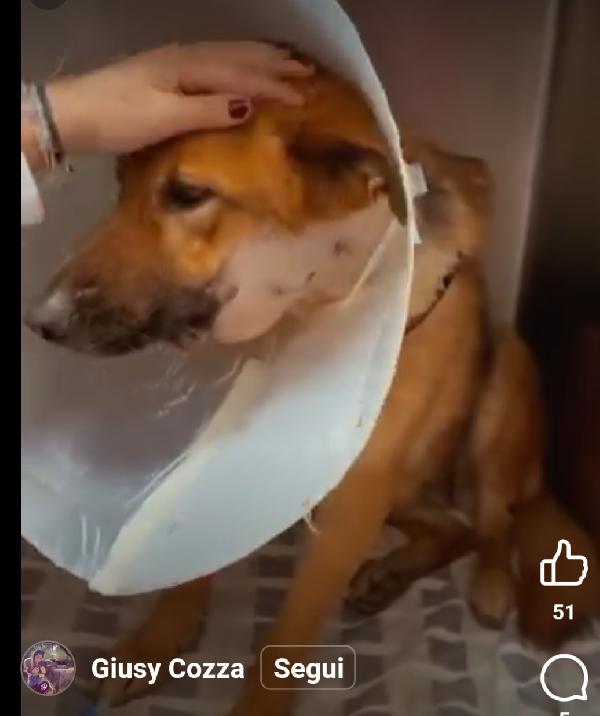 Bella pastorina 6anni è stata operata SOS CASA BARI Foto 2